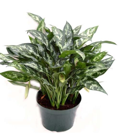 Maria Chinese Evergreen